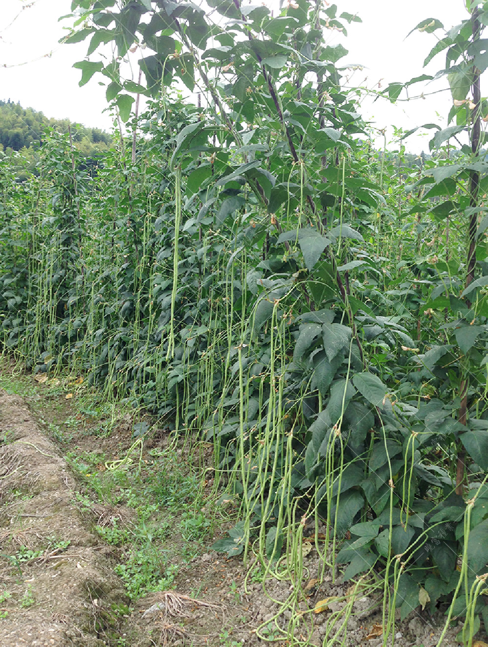 1557906271568351.jpg 54.jpg