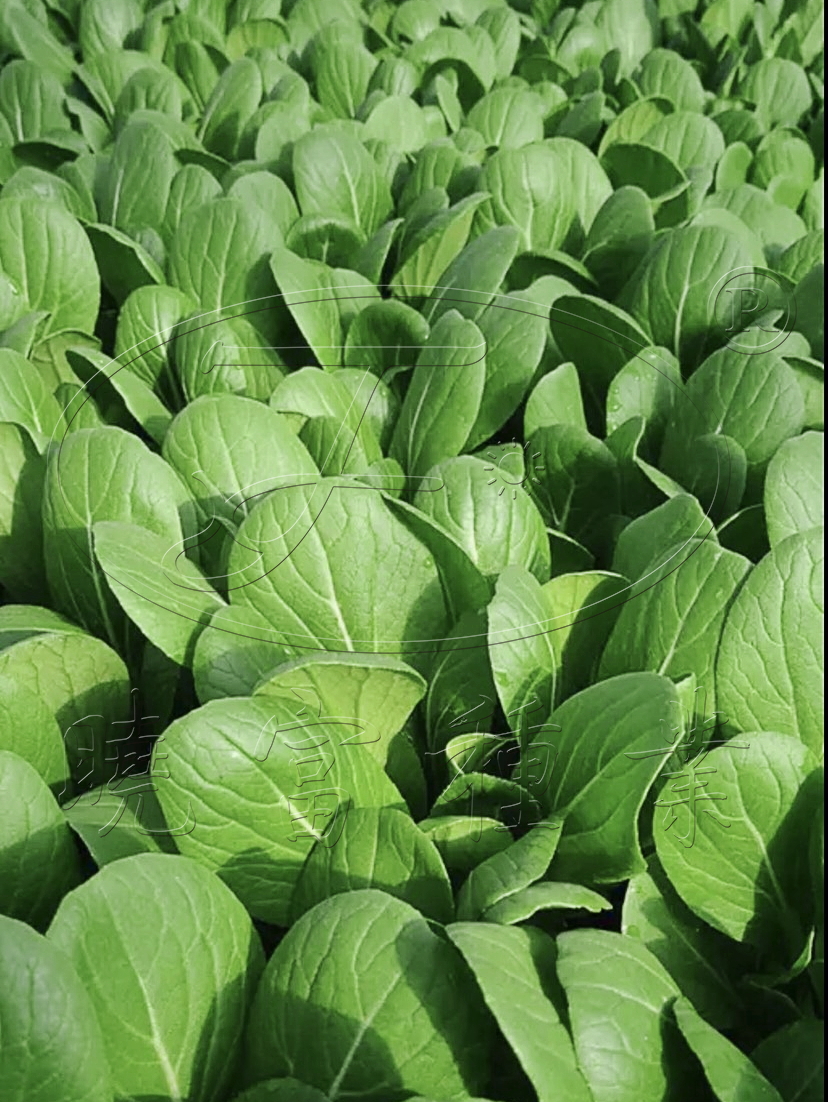 1602147986563275.jpg 06.jpg